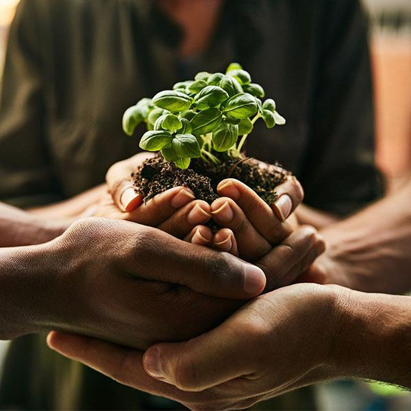 Gros plan de mains de plusieurs personnes tenant une pousse sortant de terre