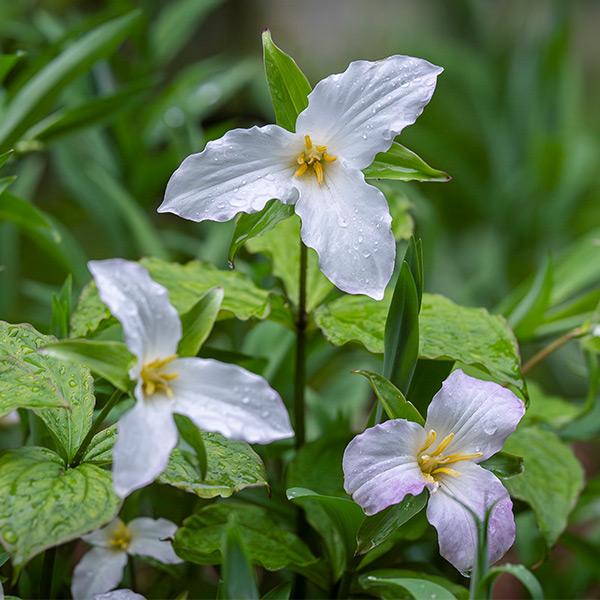 Des fleurs de trille dans une forêt.