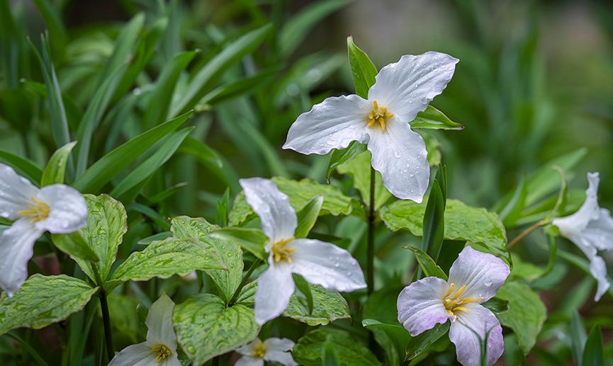 Trillium flowers in a forest.